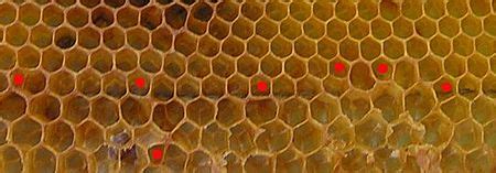 honeycomb traduction